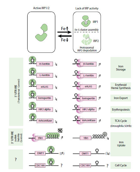 Fig2 IRE IRPsystem