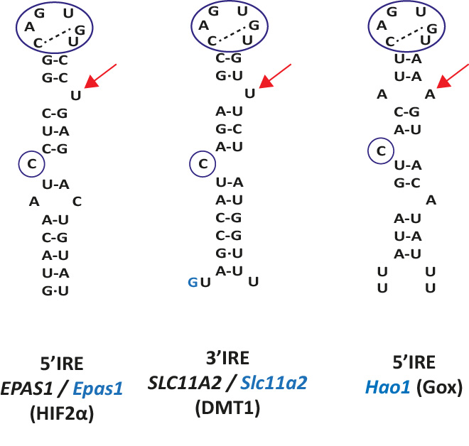 Hif2a DMT1 And Gox